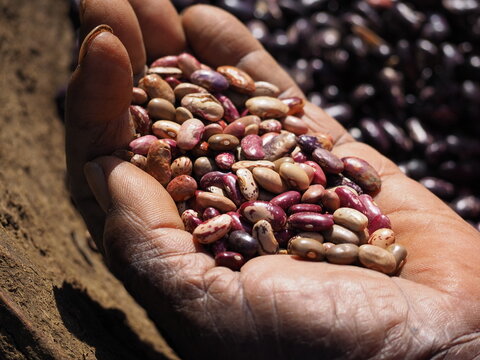Handful Of Speckled Dry Bean Seeds Rosecoco Nyota Phaseolus Vulgaris Grown In East Africa