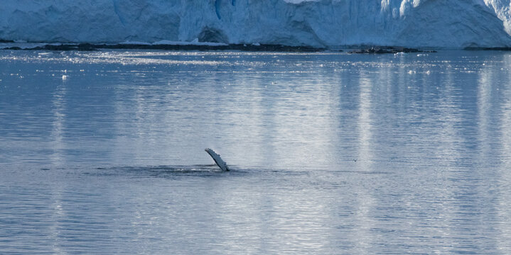 Whale swimming in the Southern Ocean