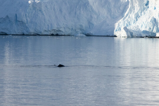Whale swimming in the Southern Ocean