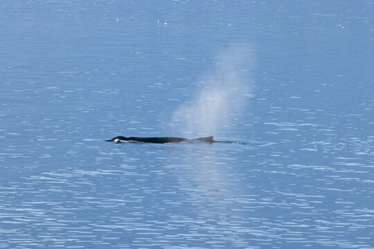 Whale swimming in the Southern Ocean