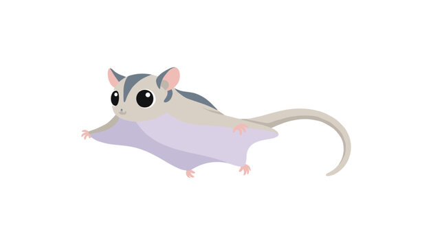Cute sugar glider marsupial with large black eyes and a long tail glides through the air with its thin membranes fully extended.
