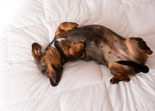 Two small brown dogs lying together on a white quilted bed from above