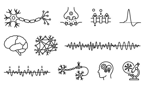 Neurology brain functions synaptic transmission EEG brainwaves and medical science outline vector icon set on isolated white background   