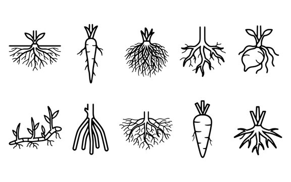 Plant roots botany systems taproots fibrous root systems and agricultural flora vector icon set on isolated white background   