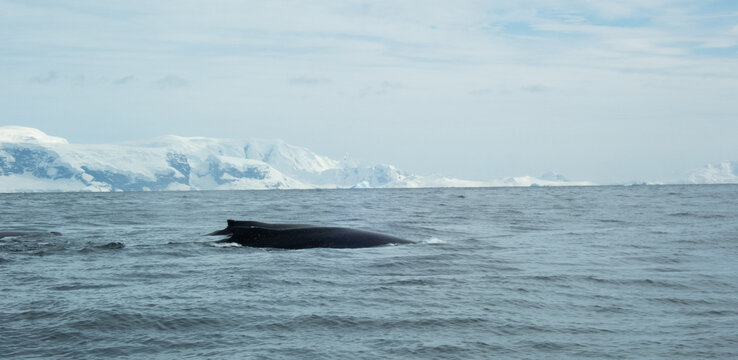 Whale swimming in the Southern Ocean