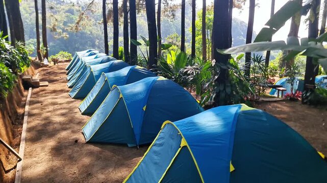 Scenic campsite featuring a neat row of blue and yellow tents nestled in a tranquil pine forest. 