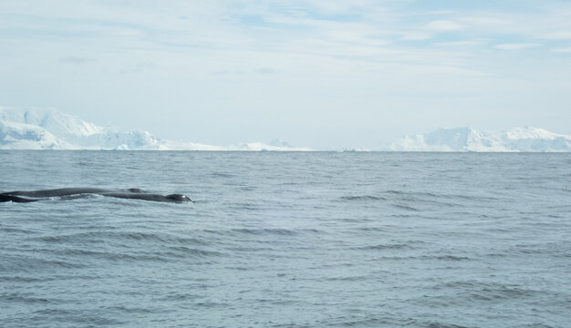 Whale swimming in the Southern Ocean