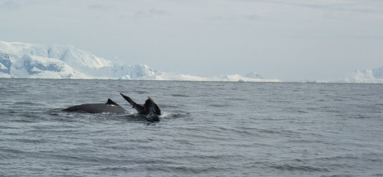 Whale swimming in the Southern Ocean