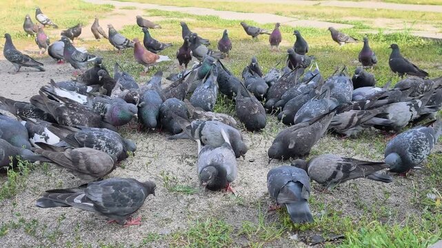 A lively flock of urban pigeons feeds on scattered millet, illustrating natural feeding behavior and adaptation to a busy city environment