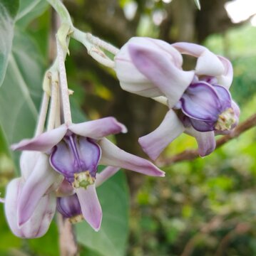 Close up view of Calotropis gigantea flower, local name Akond flower 