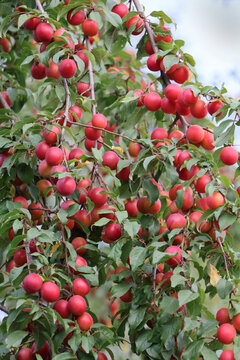 Red ripe cherry on the tree.