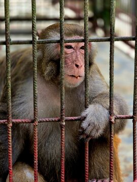 Close-Up Portrait of a Monkey Holding Metal Cage Bars with a Thoughtful Expression