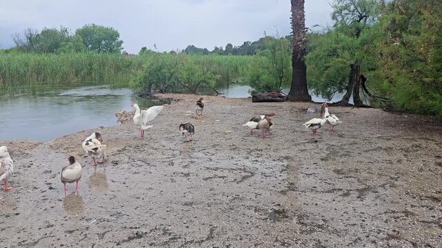 Azmak River in Akyaka, Mugla, Turkey, with a flock of domestic geese walking and preening on the wet muddy bank, reeds and palm trees along the clear stream on a cloudy day
