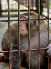 Close-Up Portrait of a Monkey Holding Metal Cage Bars with a Thoughtful Expression © MdAshaduzzaman
