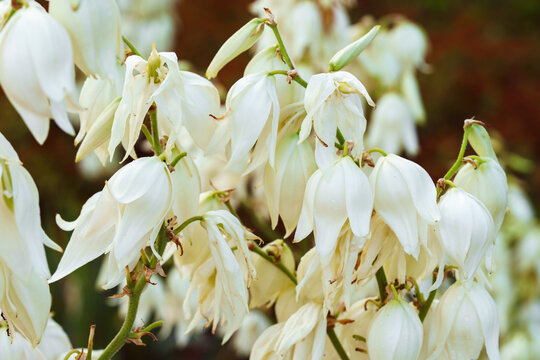 Close up, macro of white Yucca filamentosa flowers with delicate bell shaped petals, blooming in a garden during summer, with a soft natural background. Plant breeding, landscape design