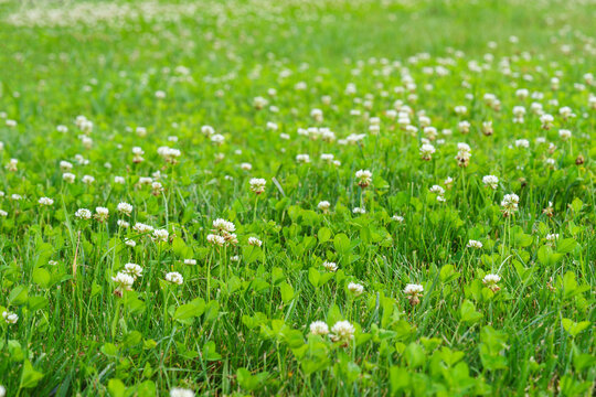 Green lawn covered with blooming white clover in city urban park, creating a fresh natural summer landscape with lush grass and a soft blurred background.