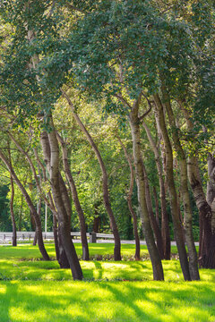 Peaceful urban park with green trees and fresh grass lawn in sunlight. Natural recreation area for walking, relaxing and outdoor rest and leisure in the city. Nature landscape, city garden