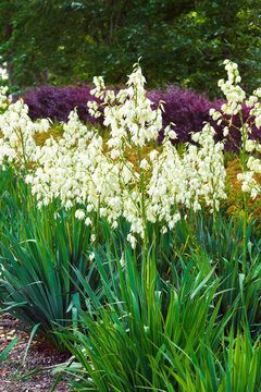 Yucca filamentosa blooming in landscaped park garden, covered with clusters of white bell shaped flowers and surrounded by long green leaves and ornamental shrubs. Plant breeding, landscape design