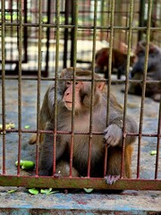 Close-Up Portrait of a Monkey Holding Metal Cage Bars with a Thoughtful Expression © MdAshaduzzaman