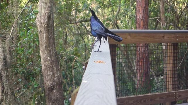 Two Boat-tailed Grackles (Quiscalus major) perched on a railing and eating seeds