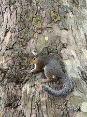 squirrel on a tree trunk © Nusha