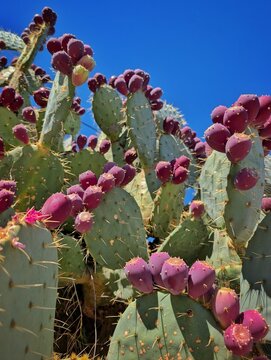 Ripe purple prickly pear cactus fruits on cladodes against blue sky