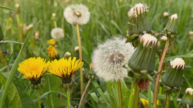 Yellow dandelion flowers Taraxacum officinale and white fluffy blowballs blooming on a green spring meadow grass field outdoors. Beautiful wild botanical plants natural background template for nature.