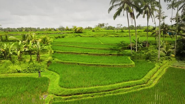Lush green rice paddies create natural terraces and winding pathways, surrounded by tropical vegetation and palm trees under an overcast sky in rural Bali island, Indonesia. Aerial drone flight