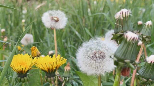 Yellow dandelion flowers Taraxacum officinale and white fluffy blowballs blooming on a green spring meadow grass field outdoors. Beautiful wild botanical plants natural background template for nature.
