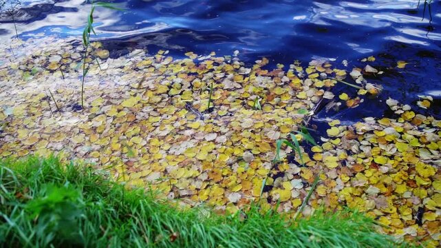 Slow-motion video of a grassy autumn lake shore with waves washing many yellow poplar leaves onto the bank. Fall nature scene.