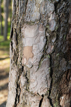 Close up of rough pine tree bark texture in a forest setting