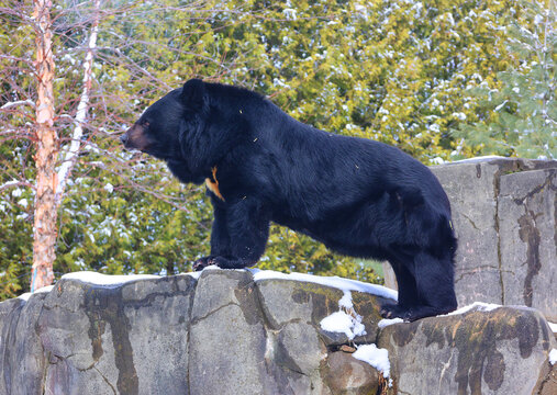 Asian black bear (Ursus thibetanus or Selenarctos thibetanus), also moon or white-chested bear, is a medium-sized bear species native to Asia and largely adapted to arboreal life