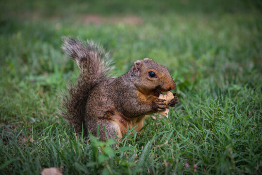 Squirrel eating a nut in the grass of a park in central Washington, District of Columbia, United States