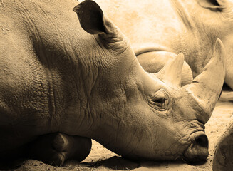 The white rhino or square-lipped rhinoceros is the largest extant species of rhinoceros.  It has a wide mouth used for grazing and is the most social of all rhino species.  © Daniel Meunier