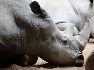 The white rhino or square-lipped rhinoceros is the largest extant species of rhinoceros.  It has a wide mouth used for grazing and is the most social of all rhino species.  © Daniel Meunier
