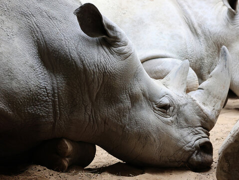The white rhino or square-lipped rhinoceros is the largest extant species of rhinoceros.  It has a wide mouth used for grazing and is the most social of all rhino species. 