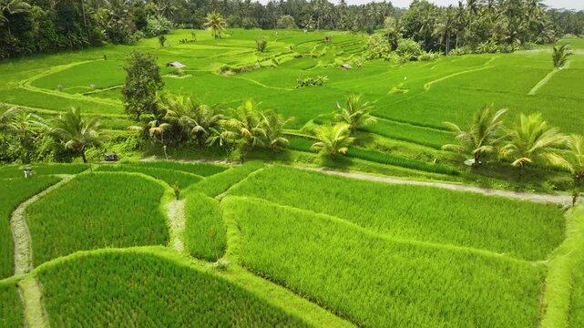 Aerial drone view capturing the vibrant green rice terraces of Ubud Bali island, featuring traditional farming fields, a small hut, and tropical palm trees under a bright sunny sky. Natural background