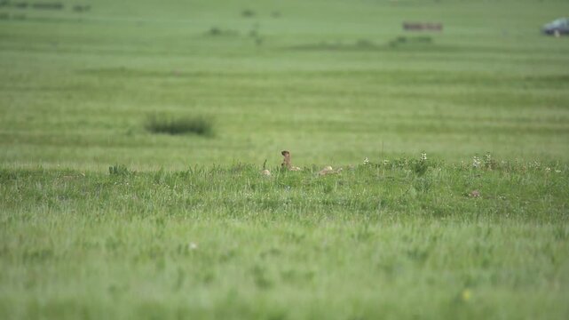Two baby marmots watch from a burrow entrance on treeless meadow near bare soil.