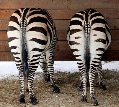 Butts of Zebras are several species of African equids (horse family) united by their distinctive black and white stripes