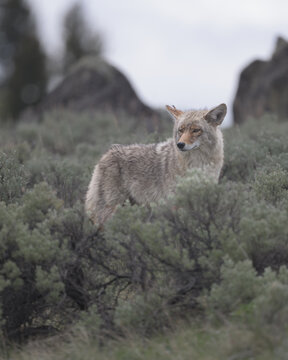 Coyote in Yellowstone Sagebrush