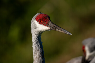 Obraz premium Sandhill Crane Portrait With Bright Red Crown and Orange Eye