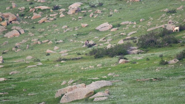 Przewalski horses on mountain slope in Khustain Nuruu Reserve, Mongolia wildlife.