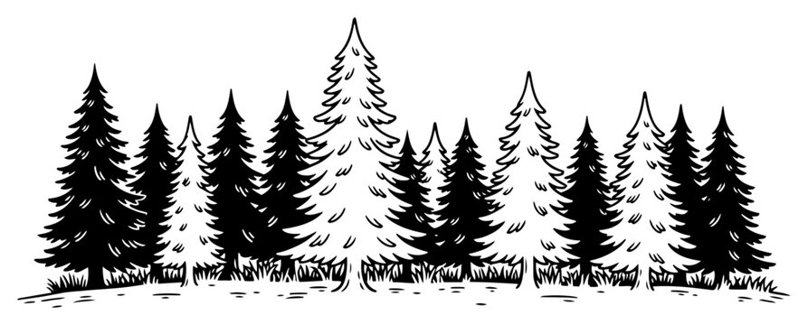 Pine forest landscape with coniferous spruce and fir trees in vintage engraving woodcut style