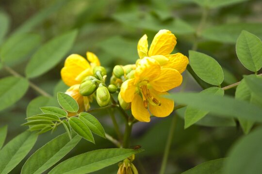 Close-up of bright yellow senna flowers with numerous stamens, flower buds, and pinnate green leaves