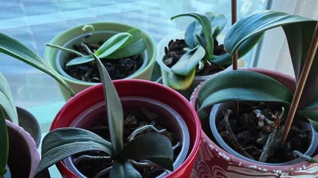 phalaenopsis orchid with drooping wrinkled leaves in red pot with potted orchids in background video