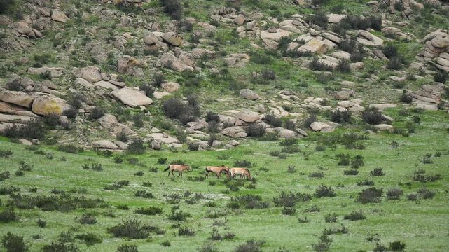 Przewalski horses on mountain slope in Khustain Nuruu Reserve, Mongolia wildlife.