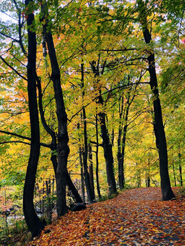 Sentier dans la for&ecirc;t en automne. Paysage automnal. Magnifique d&eacute;cor naturel. Sentier dans la for&ecirc;t en automne. Paysage automnal. Arbres aux feuilles jaunes. Qu&eacute;bec, Canada.