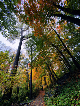 Sentier dans la for&ecirc;t en automne. Paysage automnal. Magnifique d&eacute;cor naturel. Sentier dans la for&ecirc;t en automne. Paysage automnal. Arbres aux feuilles jaunes. Qu&eacute;bec, Canada.