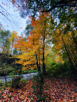 Sentier dans la for&ecirc;t en automne. Paysage automnal. Magnifique d&eacute;cor naturel. Sentier dans la for&ecirc;t en automne. Paysage automnal. Arbres aux feuilles jaunes. Qu&eacute;bec, Canada.