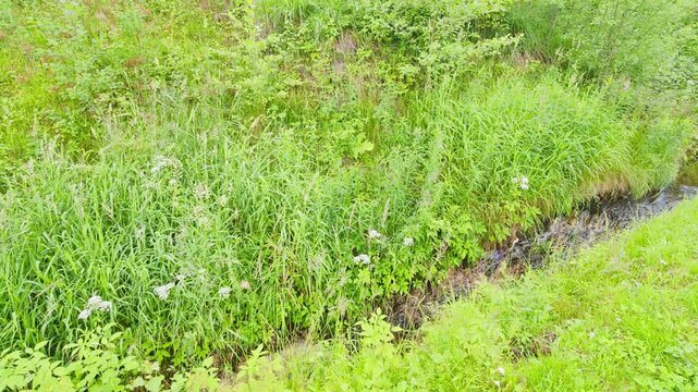 forest stream with clear water and small rapids